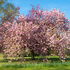 Pink Tree van Caroline Boogaard