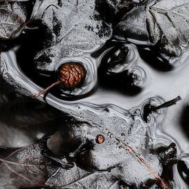 Sanne van Hoof Profilfoto