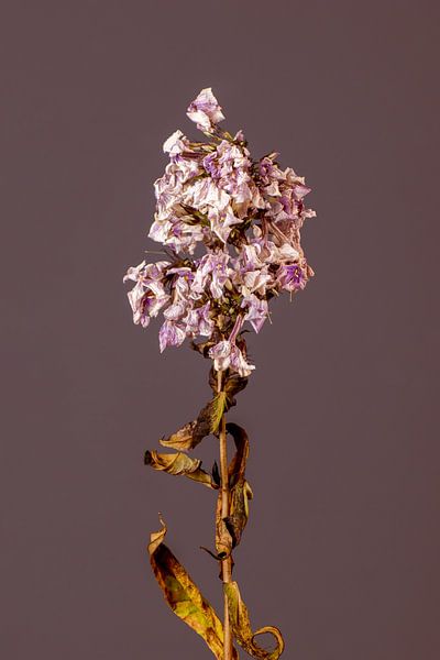 Purpura Flore (rot) von michel meppelink