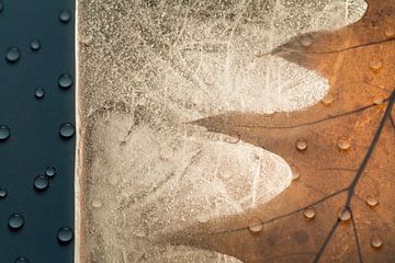 Composition naturelle de gouttes, de glace et de feuilles d'arbre sur Lisette Rijkers