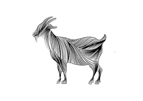 Fine line illustratie - poster geit - goat - zwart wit - Vlieland