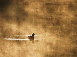 Frühaufsteher von Annemieke van der Wiel