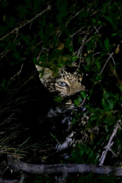 Leopard in the night by Aniek - Through Blue eyes
