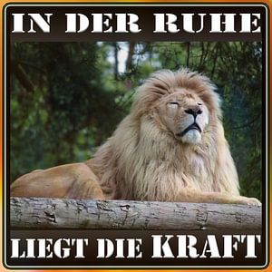 In der Ruhe liegt die Kraft - dösender Löwe