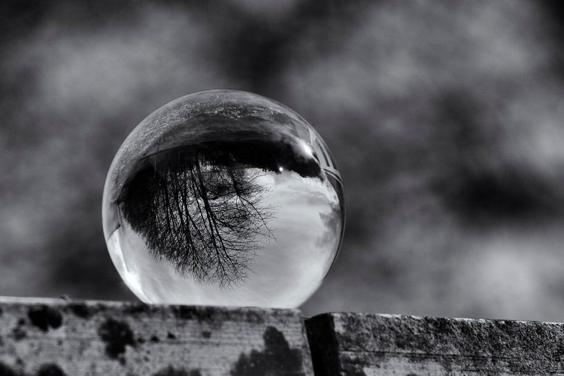 Boom in bol par Nancy Bogaert