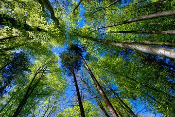 Baumwelt von artpictures.de