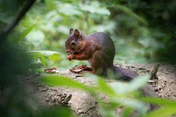 Eekhoorn in het bos. van Janny Beimers