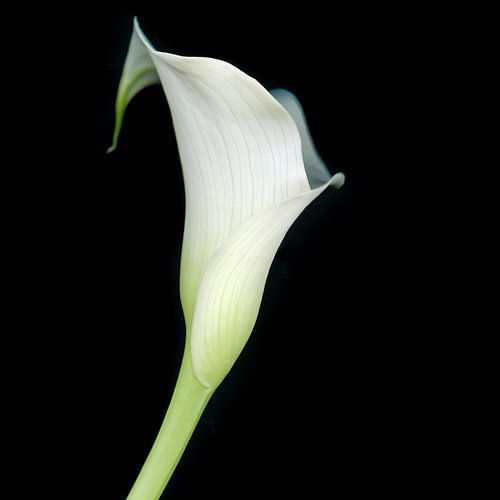 Calla (Aronskelk)