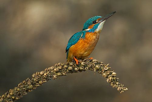 Eisvogel, der im Wurf fotografiert wurde.