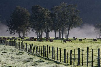 Cows in the morning mist 