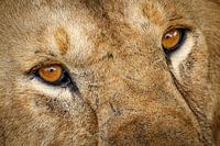 Eye to eye