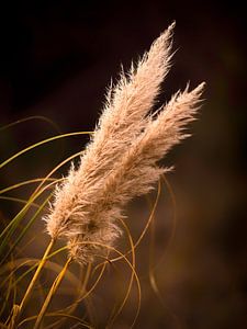 Herbe de roseau sur Denis Feiner