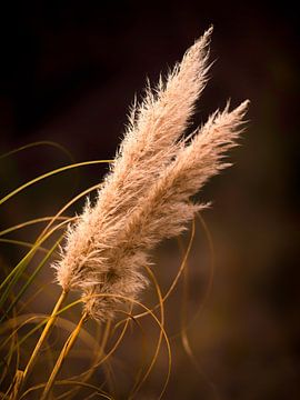 Reed Grass by Denis Feiner