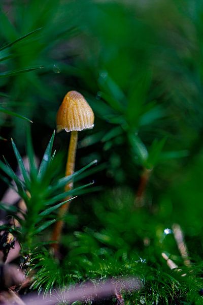 champignon par ton vogels