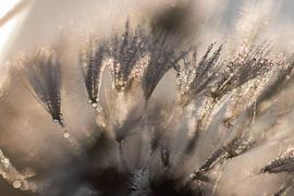 shiny fluff by Tania Perneel