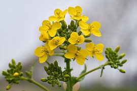 Spring flowering rape