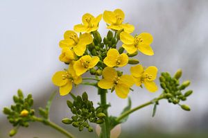 Colza à floraison printanière