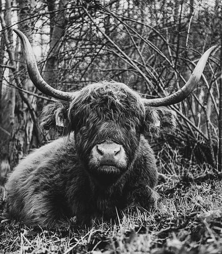 Highlander écossais
