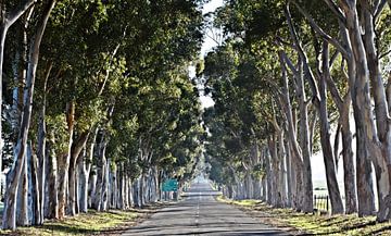 Eucalyptusbomenlaan van Werner Lehmann