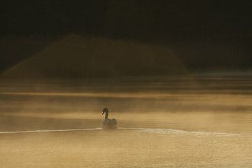 Zwaan in de ochtendnevel van Nella van Zalk