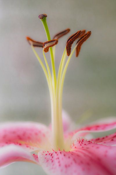 Lilie von Mario de Lijser