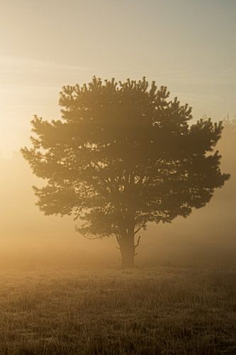 Verleiht Licht in Farbe