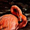 Flamingo in Curaçao van Karel Frielink