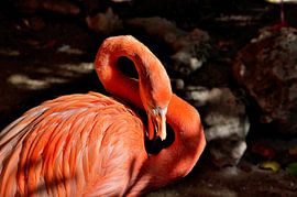 Flamingo in Curaçao by Karel Frielink