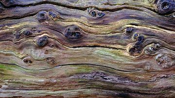 Ur-Muster der Natur von Sabrina de Vries