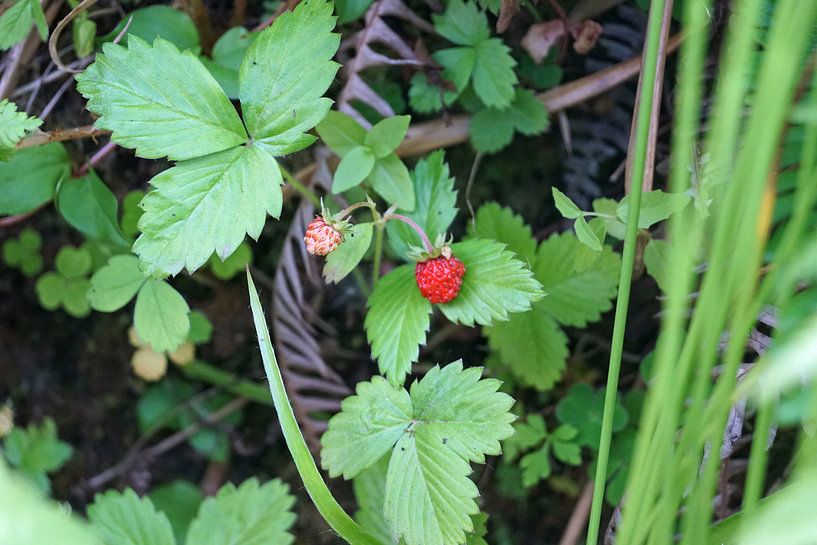 Walderdbeere am Wegesrand von Babetts Bildergalerie
