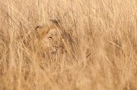 Löwe im Deckel. von Rob Wareman Fotografie Miniaturansicht