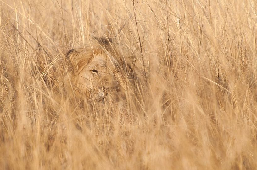 Löwe im Deckel. von Rob Wareman Fotografie