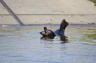 Moeder zeehond alleen van Leon Verra thumbnail