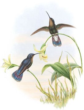 Buckley's Mountain zoemende vogel, John Gould van Hummingbirds