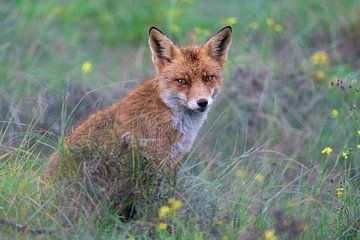 See you around! by Louise Poortvliet