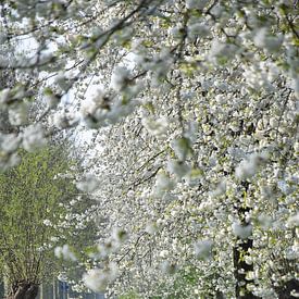 Lumière des fleurs sur Ingrid de Vos - Boom
