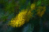 gele bloem, mahonia, meervoudige belichting