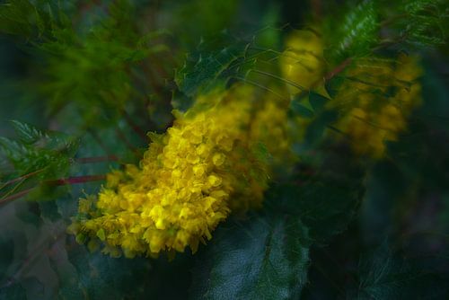 gelbe Blume, Mahonie, Mehrfachbelichtung