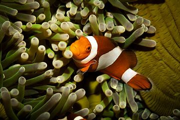 Finding nemo, Sipadan Island, Maleisie van Travel Tips and Stories