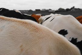 The cowgirls by Jentel Jentel