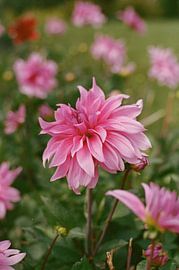 Dahlia by Mandy Markman