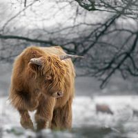 Stoere hooglander