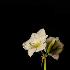 Amaryllis Blume weiß von Karl Smits