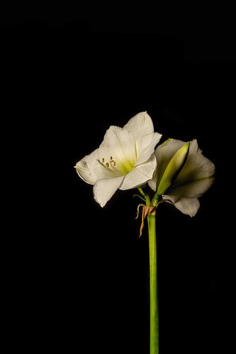 Amaryllis bloem wit