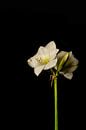 Amaryllis bloem wit van Karl Smits thumbnail