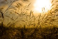 Zonsondergang over een Tarweveld