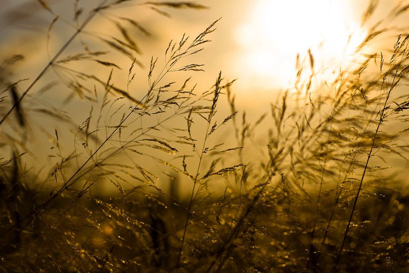 Zonsondergang over een Tarweveld van Vincent van den Hurk