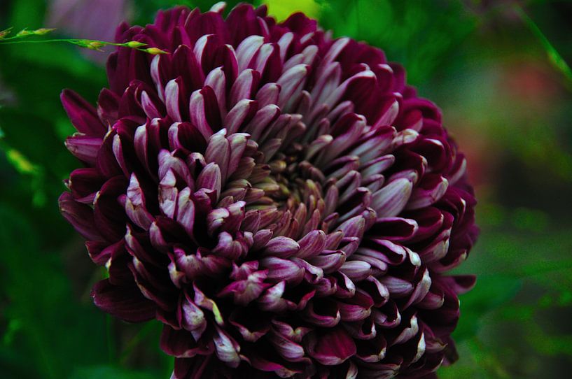 Bloem von Fred van den Brink