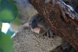 A baby koala and mother sitting in a gum tree on Magnetic Island, Queensland Australia
