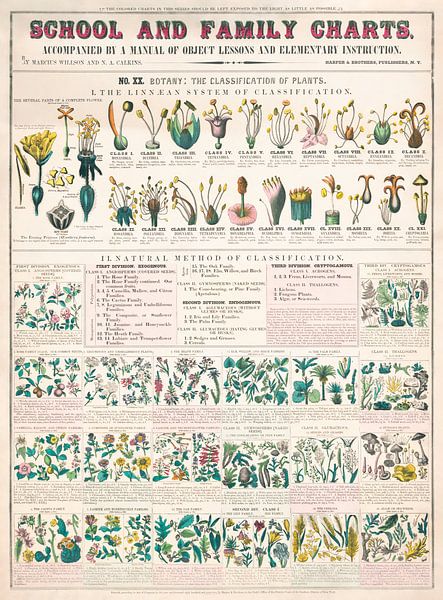 De classificatie van planten van Vintage Afbeeldingen
